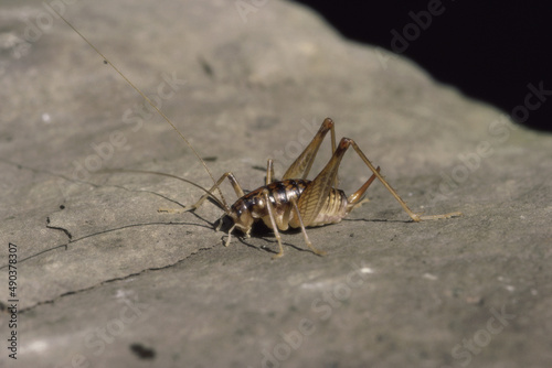 Cave Cricket photo