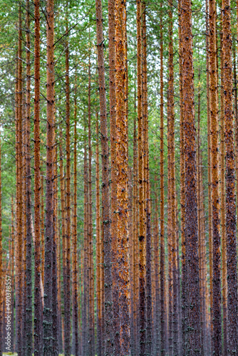 Schlanke B  ume eines Nadelwald in Schweden