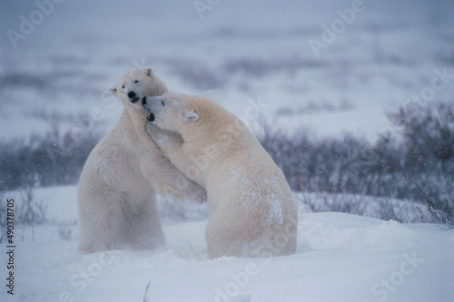 Two polar bears fighting