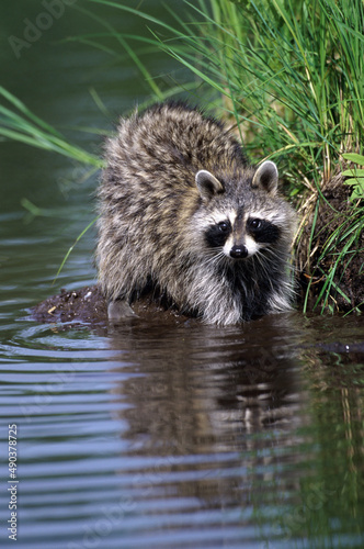 Raccoon in the water photo