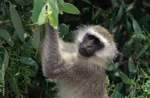 Vervet Monkey on a tree, Lake Nakuru National Park, Kenya