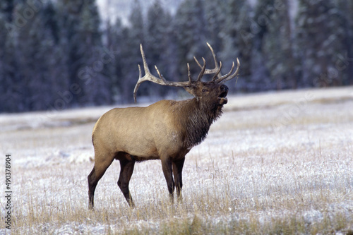 Wallpaper Mural Elk standing in a field, Yellowstone National Park, Wyoming, USA Torontodigital.ca