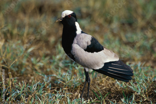 Wallpaper Mural Close-up of a Blacksmith Plover, Kenya Torontodigital.ca