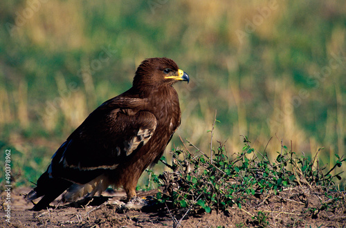 Tawny Eagle on the ground, Kenya