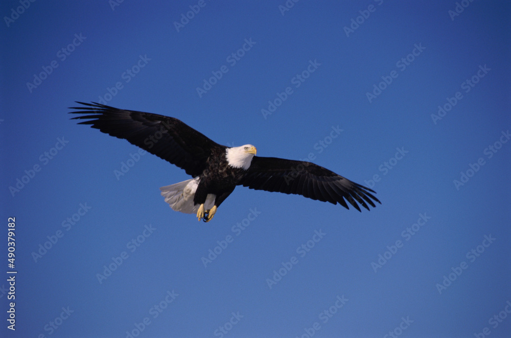 Low angle view of a Bald Eagle flying in the sky, Alaska, USA