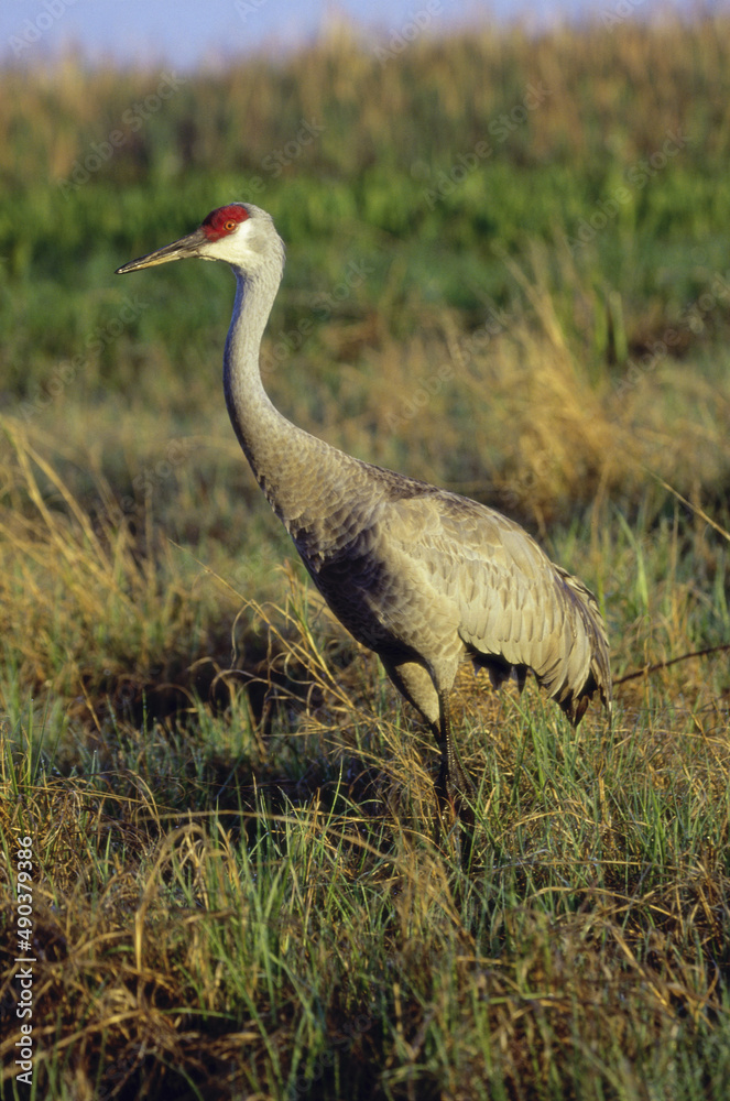 Sandhill Crane standing in grass