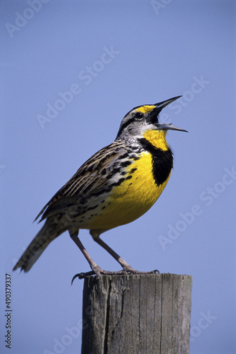 Eastern Meadowlark on a wooden post, Florida, USA photo