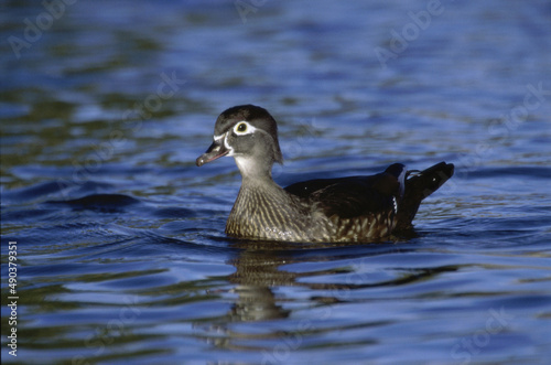 Wood Duck floating on water, California, USA