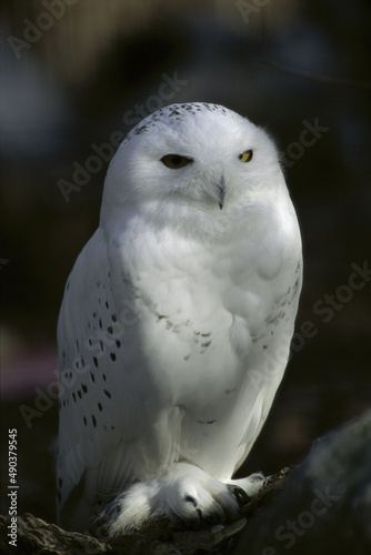 Close-up of a Snowy Owl