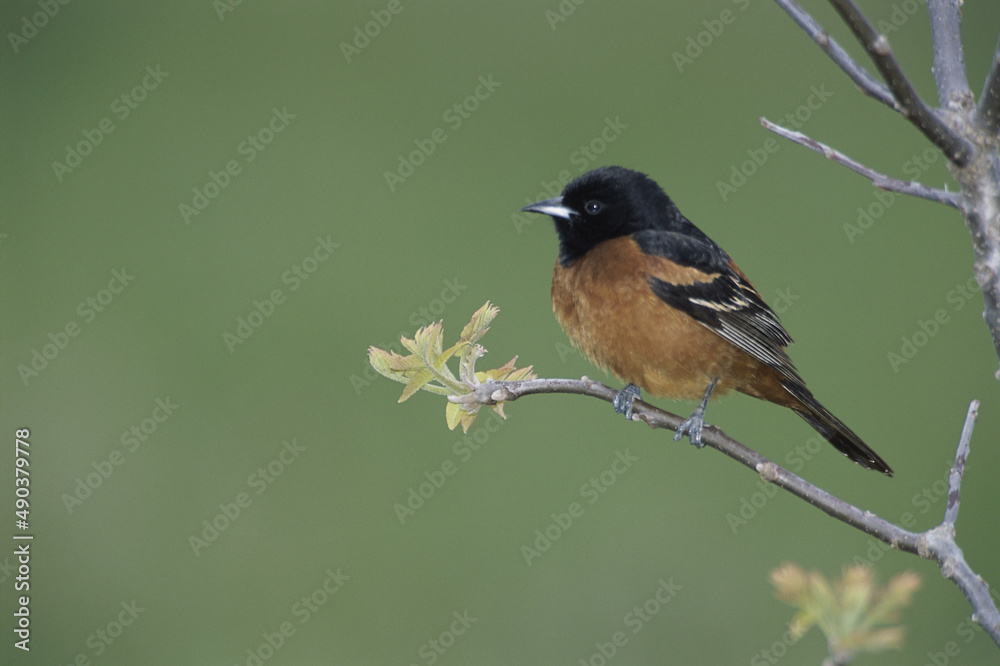 Male Orchard Oriole on a branch Male Orchard Oriole on a branch