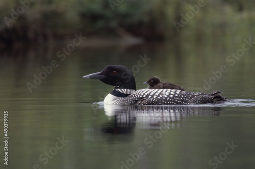 Common Loon floating on water photo