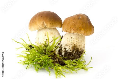 boletus edulis mushrooms on moos