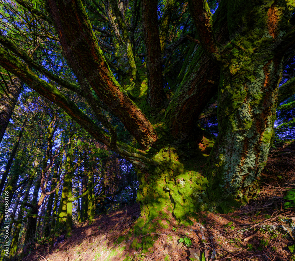 Naklejka premium path in the woods