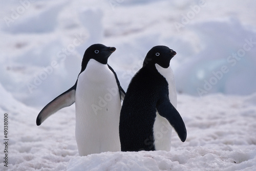 Two Adelie Penguins in snow