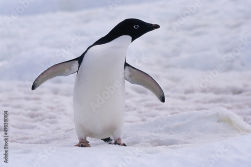 Adelie Penguin standing in snow photo