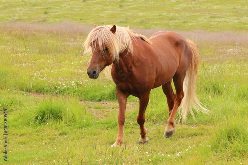 Islandpferd   Icelandic horse   Equus ferus caballus