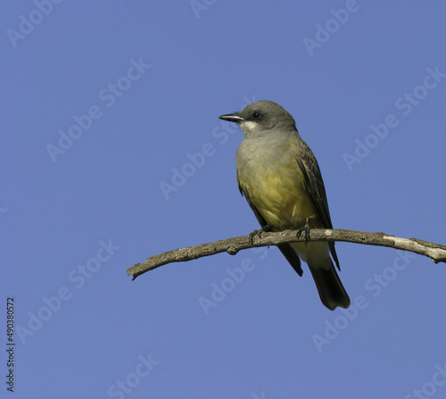 Tropical Kingbird on a branch photo