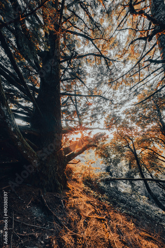 autumn in the forest