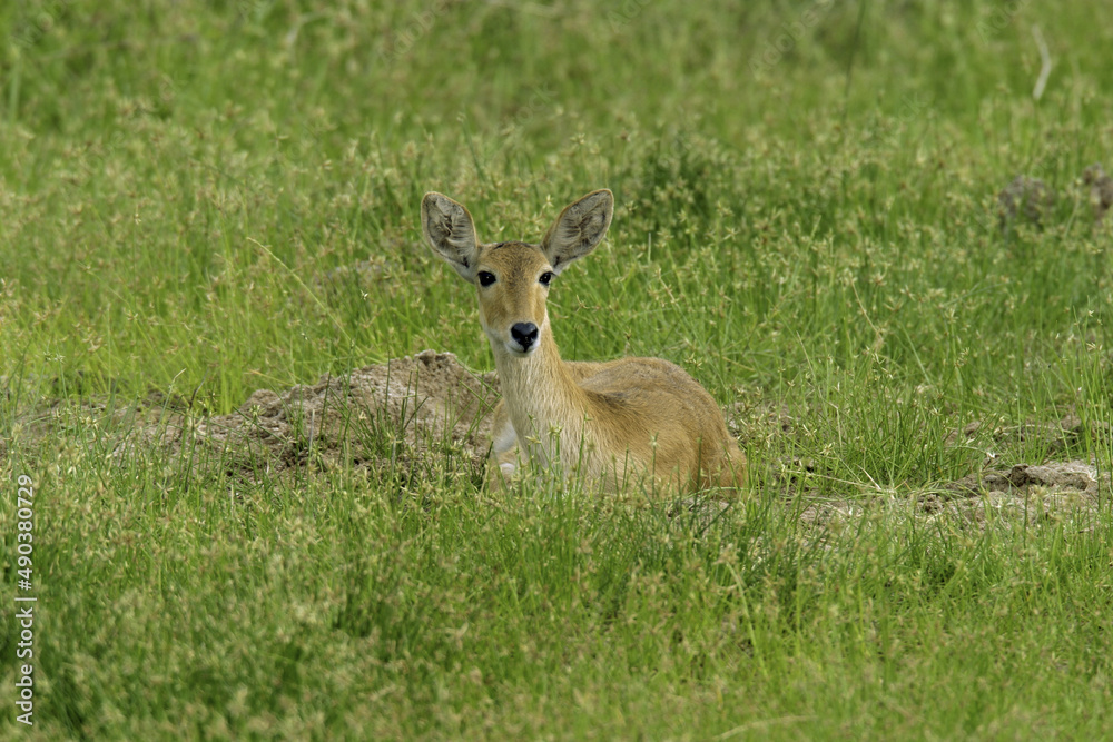 Female Bohor Reedbuck lying in a grassy field Female Bohor Reedbuck lying in a grassy field