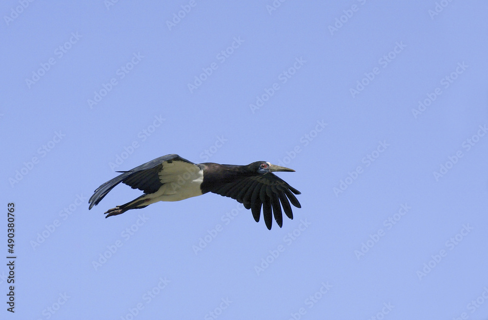 Low angle view of an Abdim Stork flying in the sky Low angle view of an Abdim Stork flying in the sky