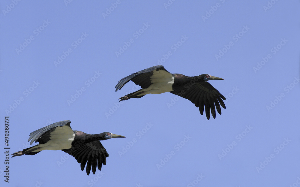 Low angle view of two Abdim Storks flying in the sky Low angle view of two Abdim Storks flying in the sky
