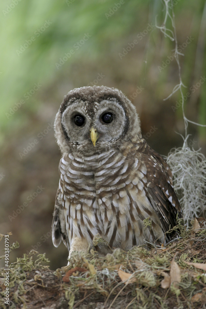 Close-up of a Barred Owl Close-up of a Barred Owl