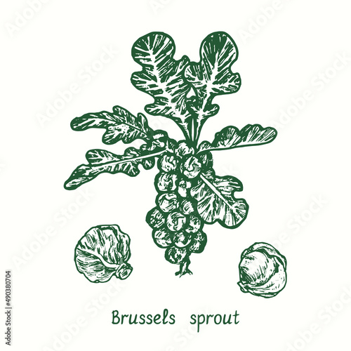  Brussels sprout plant and buds.  Ink black and white doodle drawing in woodcut style