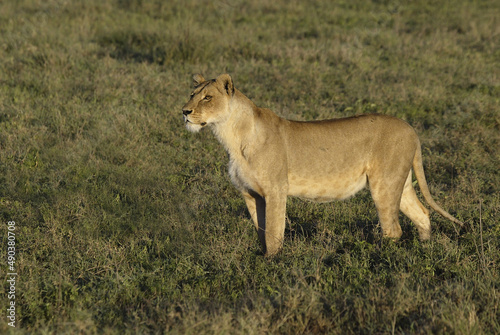 Lioness standing in a grassy field