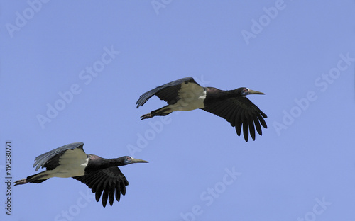 Low angle view of two Abdim Storks flying in the sky