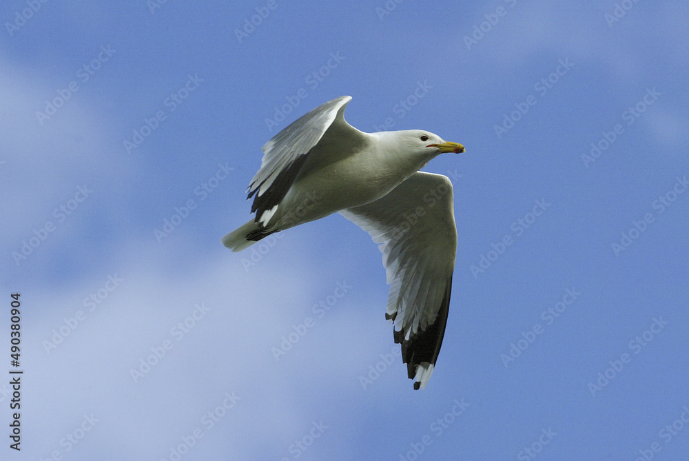 Low angle view of a California Gull flying in the sky Low angle view of a California Gull flying in the sky