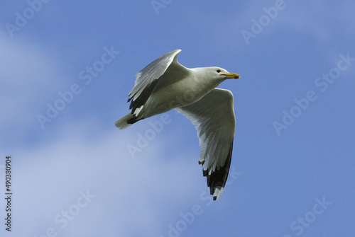 Low angle view of a California Gull flying in the sky