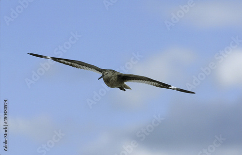 Willet flying in the sky