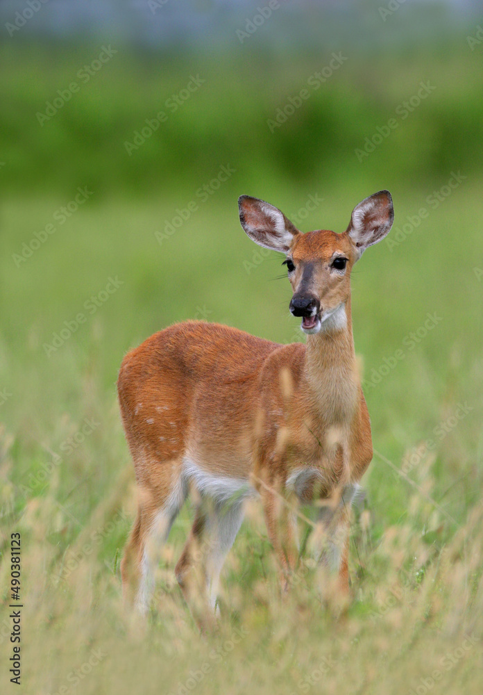 Fawn standing in a grassy field Fawn standing in a grassy field