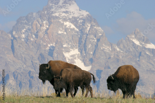 Bison in a grassy field, Wyoming, USA photo