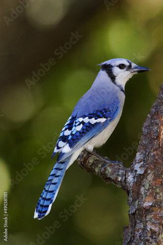 Side profile of a Blue Jay perching on a tree branch (Cyanocitta cristata) photo