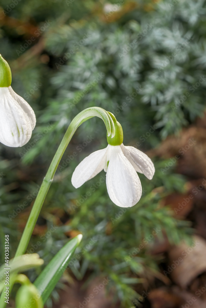Crimean Snowdrop (Galanthus plicatus) in garden