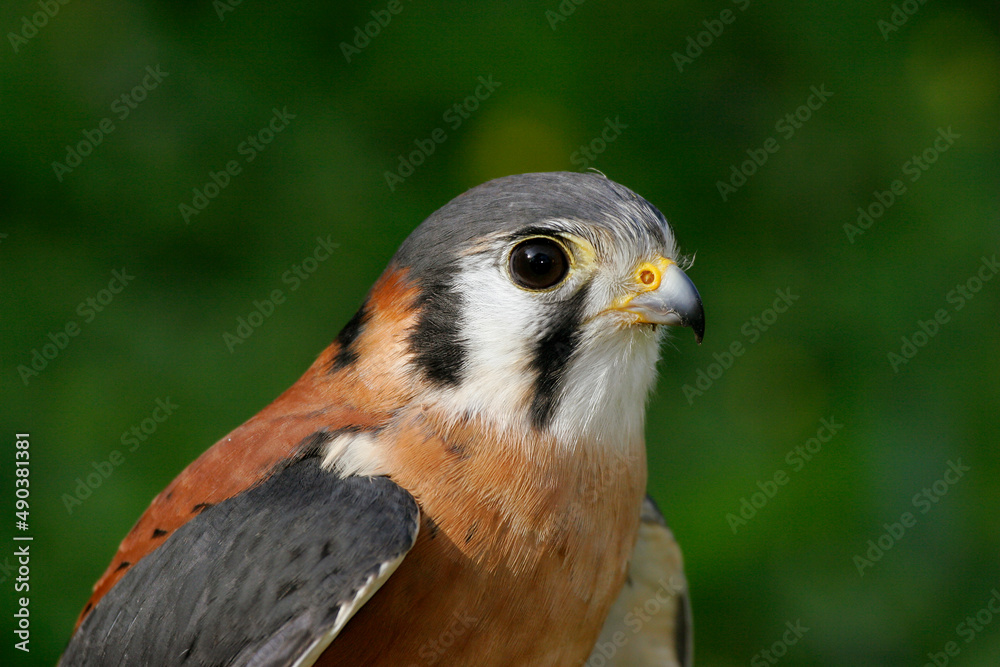Close-up of a kestrel Close-up of a kestrel