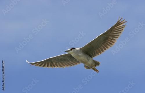 Low angle view of a Black-crowned Night Heron flying in the sky (Nycticorax nycticorax)
