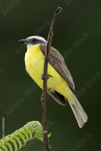 Close-up of a Great Kiskadee perching on a twig (Pitangus sulphuratus) photo