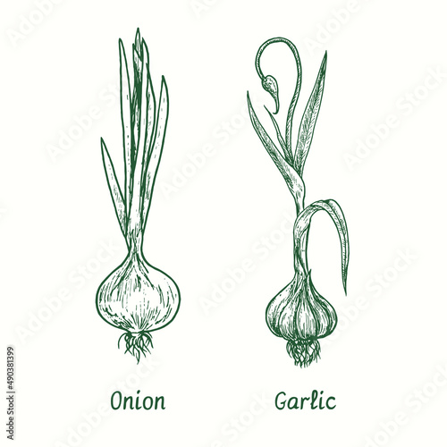 Onion and Garlic.  Ink black and white doodle drawing in woodcut style