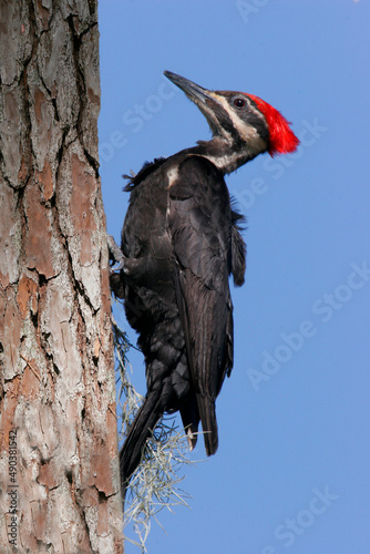 Close-up of a Pileated Woodpecker perching on a tree trunk (Dryocopus pileatus)