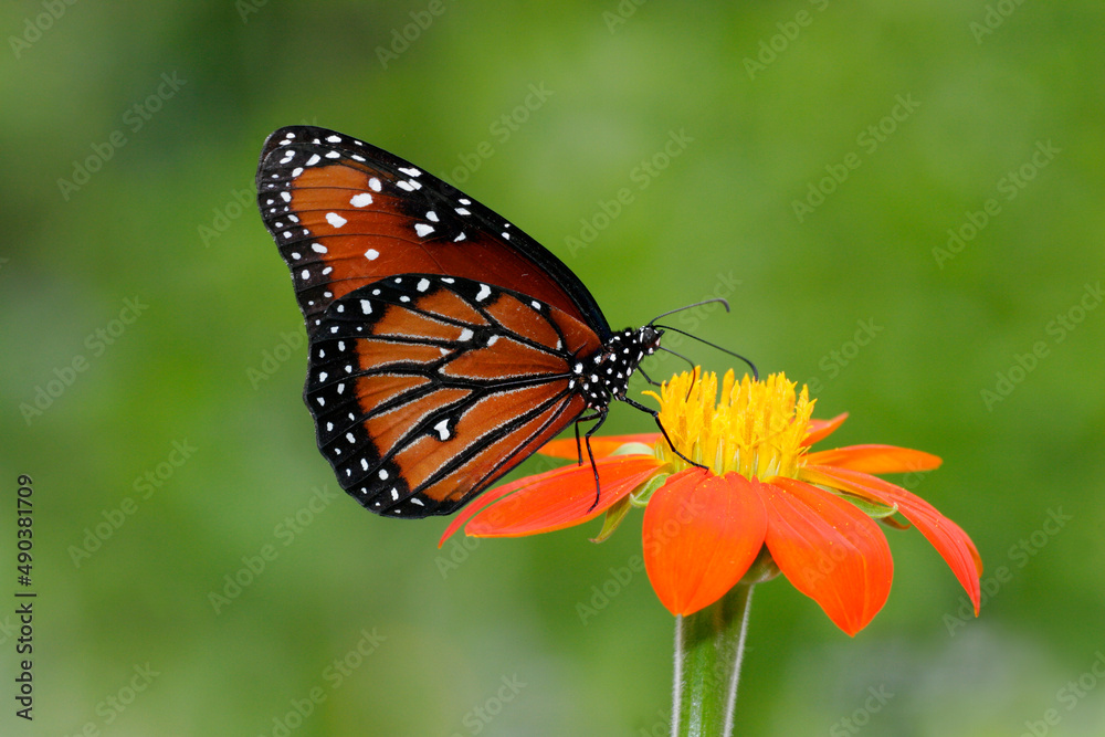 Close-up of a Queen Butterfly on a flower pollinating (Danaus gilippus) Close-up of a Queen Butterfly on a flower pollinating (Danaus gilippus)
