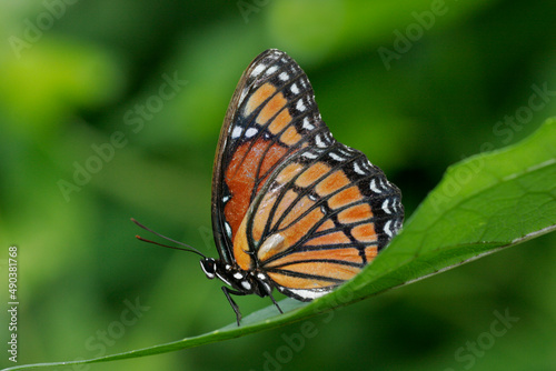 Close-up of a Viceroy Butterfly on a leaf (Limenitis archippus)