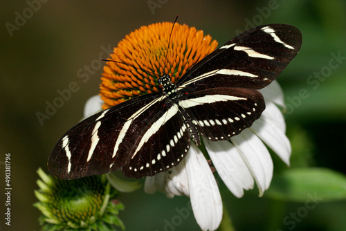 Close-up of a Zebra Longwing Butterfly on a flower pollinating (Heliconius charitonius) photo