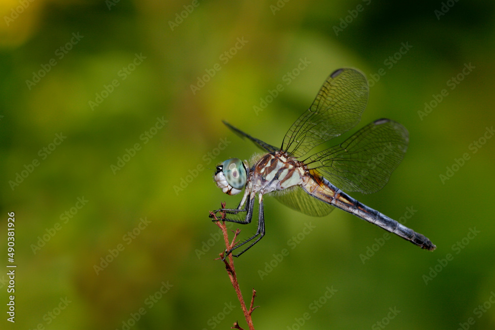 Side profile of a Blue Dasher Dragonfly on a twig (Pachydiplax longipennis) Side profile of a Blue Dasher Dragonfly on a twig (Pachydiplax longipennis)