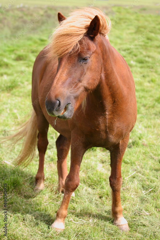 Islandpferd / Icelandic horse / Equus ferus caballus Islandpferd / Icelandic horse / Equus ferus caballus
