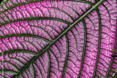 High angle view of a leaf of a Persian Shield (Strobilanthes dyerianus) photo