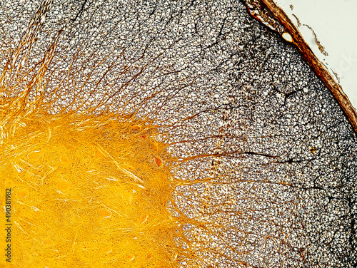 Papier peint Spinal cord cross section under the microscope showing neurones and glial cells