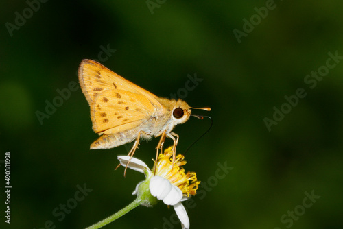Close-up of a Fiery Skipper Butterfly on a flower pollinating (Hylephila phyleus)