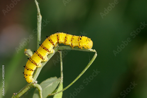 Close-up of a caterpillar of a Cloudless Sulphur Butterfly on a twig (Phoebis sennae)